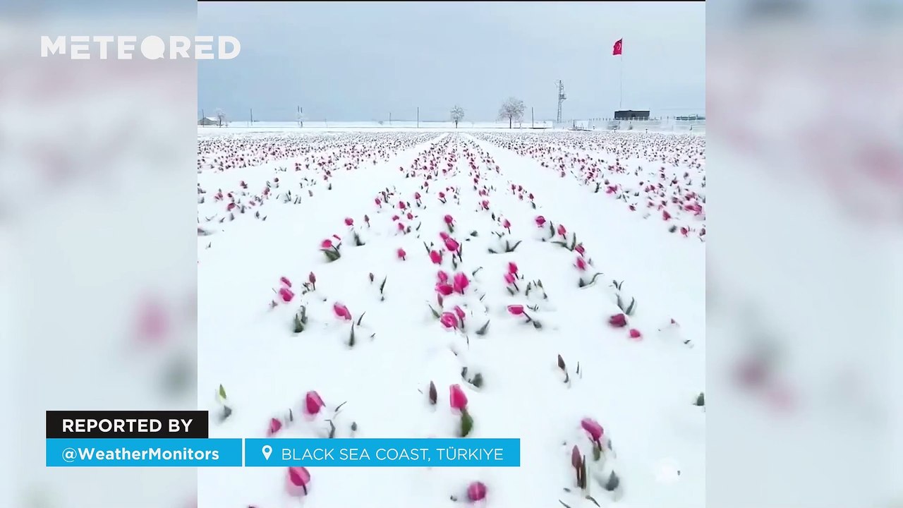 Tulip fields blooming under heavy snow! These images were taken on the Black Sea coast of Türkiye.