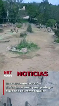 La naturaleza mostró su sabiduría cuando una manada de elefantes africanos activó su comportamiento ancestral de defensa en medio del sismo de 5.2 grados en California.