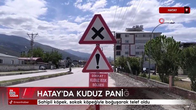 Hatay'da kuduz paniği: Sahipli köpek, sokak köpeğiyle boğuşarak telef oldu