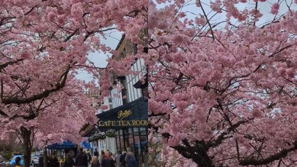 Yorkshire: Beautiful blossom trees