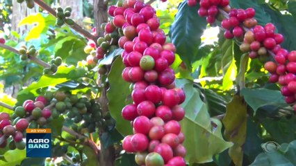 Dia mundial do café: brasileiro toma em média 4 xícaras por dia