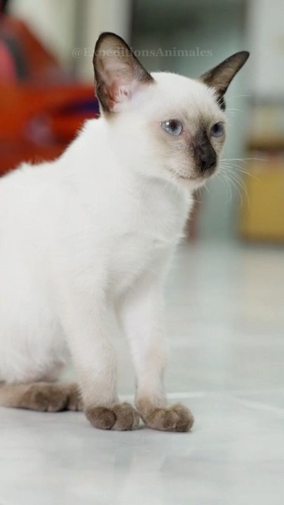 Le Siamois : élégant, intelligent et toujours en quête d’attention ! 🐱✨ Abonne-toi pour en savoir plus sur ces félins fascinants ! 🔥