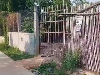 2 Deux Types de Chiens 🐶