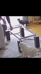 La divertida reacción de unos gatos con le nuevo mueble del salón: "¿Qué ha pasado con la mesa?"