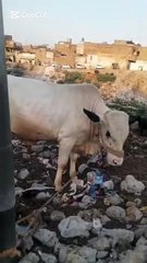 A Panda-Like Charming Bull – Friendly and Eye-Catching