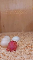 Budgie baby feeding🥰🐣🥰🦜..