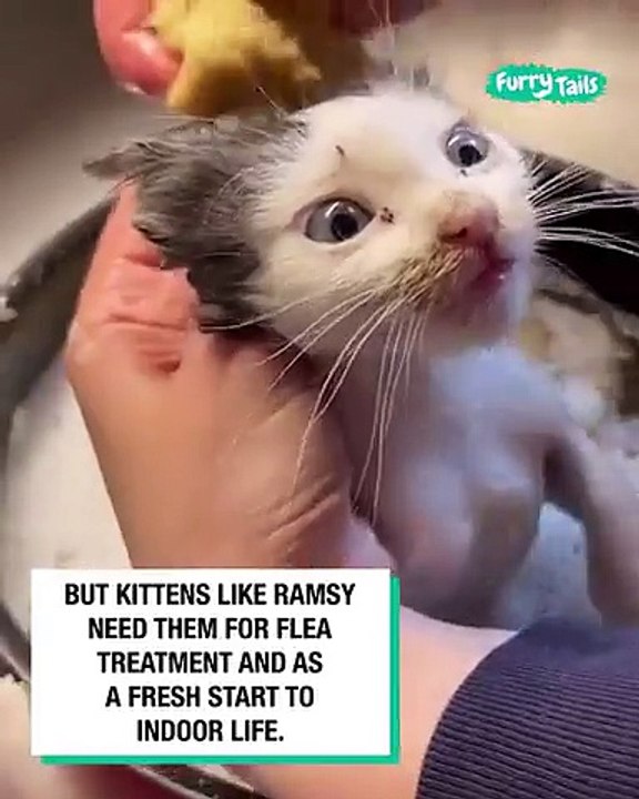 Lach dich schlapp mit Lustige Pfoten Ч. 87