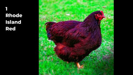 10 Different Egg Laying Chickens