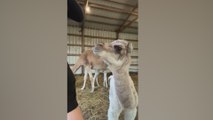 Viral al instante en redes: no se pierdan como hablan los camellos de cachorro