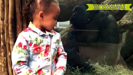 Подборка приколов с обезьянами. Ржака до слёз...