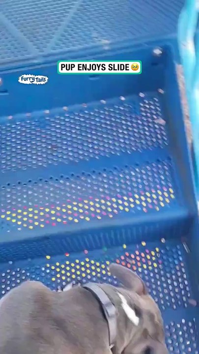 Pup enjoys slide