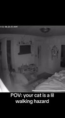 Man Falls After Stepping on Cat