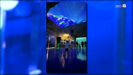 En estas vacaciones conoce las experiencias del Zoológico Guadalajara