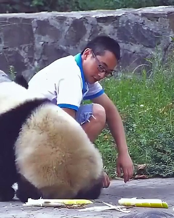 🐼 Discover the enchanting world of Pandas in this captivating video that s