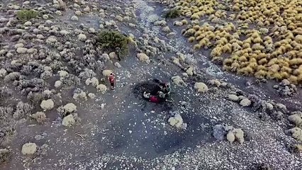 Neuquén: hallan los restos fósiles de un "ictiosaurio"