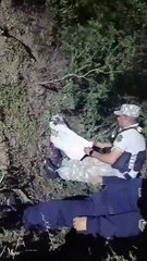 El Tunal:  liberan quirquinchos