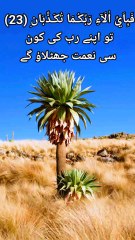 Tilawat Quran Best Voice | Quran Recitation With Urdu translation | Mohamed AL Fekih