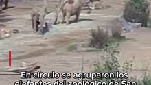 Elefantes hacen círculo para protegerse del Sismo en San Diego.