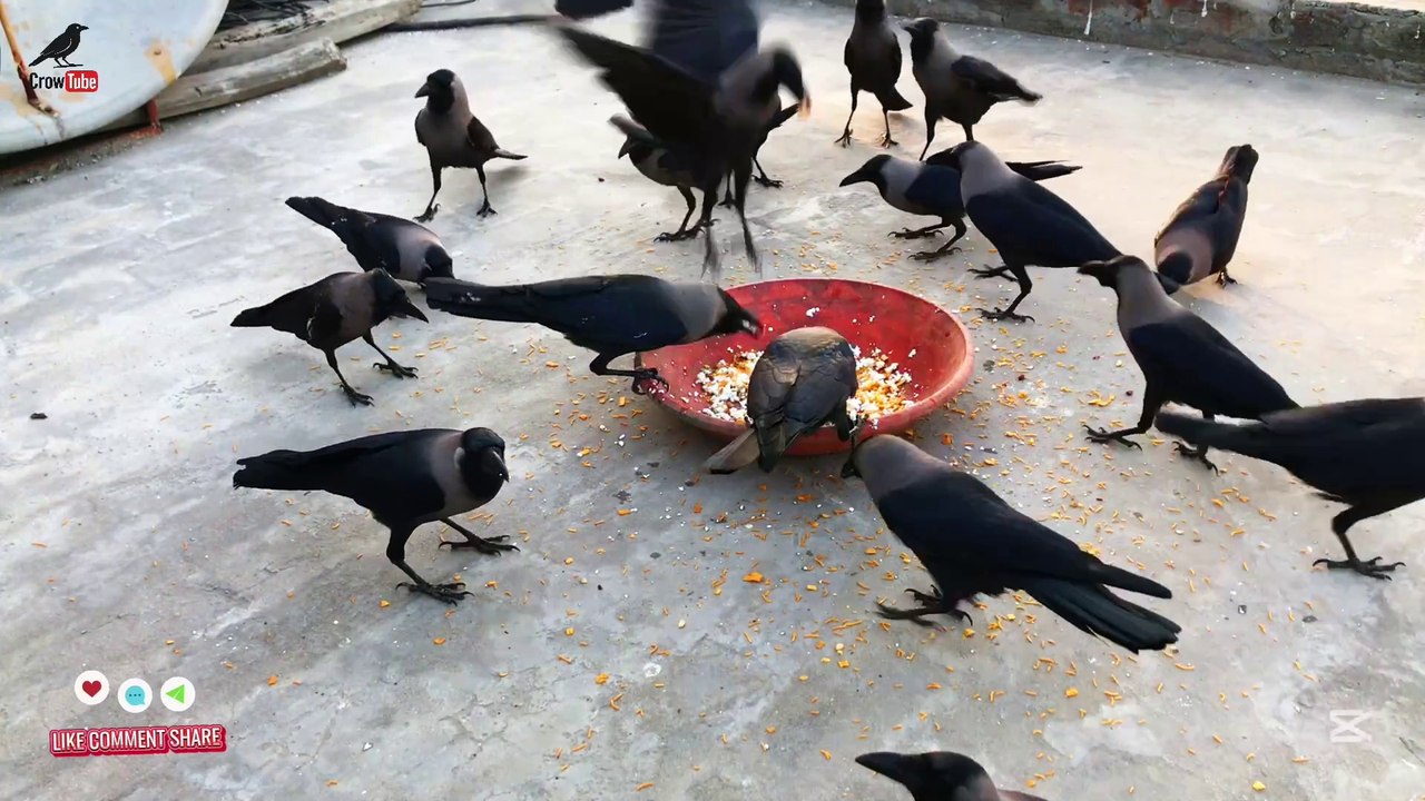 Crow bird unity anger and sound for food | Different kauwa ki awaz - crow Feed white cheese P-2
