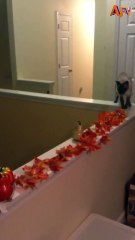 118. Make way for cat! 🤣 #afv #cats #funny