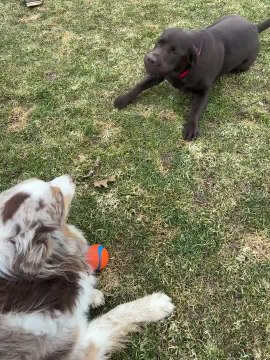 Dog Barks Like Seal