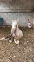 Horse Gets Startled by Rooster's Loud Cluck