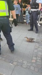 Two Police Officer Escort Family of Ducks Through Busy City Walk