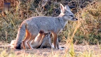Wildlife Encounters in Pakistan Nature's Magnificence