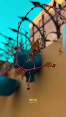 Stunning Flowers  #maxrecords #larkana #sindh #pakistan