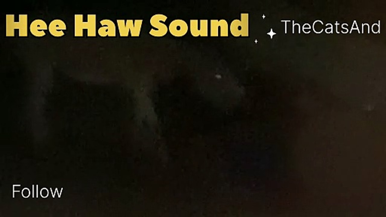 Why do Donkeys Bray at Night | Donkey hee haw Night | #foryou #dailymotion #donkey #night #sound #funny #comedy #laughing #animals