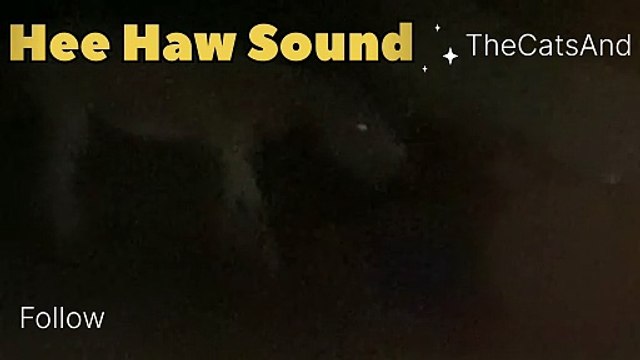 Why do Donkeys Bray at Night | Donkey hee haw Night | #foryou #dailymotion #donkey #night #sound #funny #comedy #laughing #animals