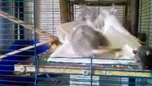 ma bleu dumbo rex