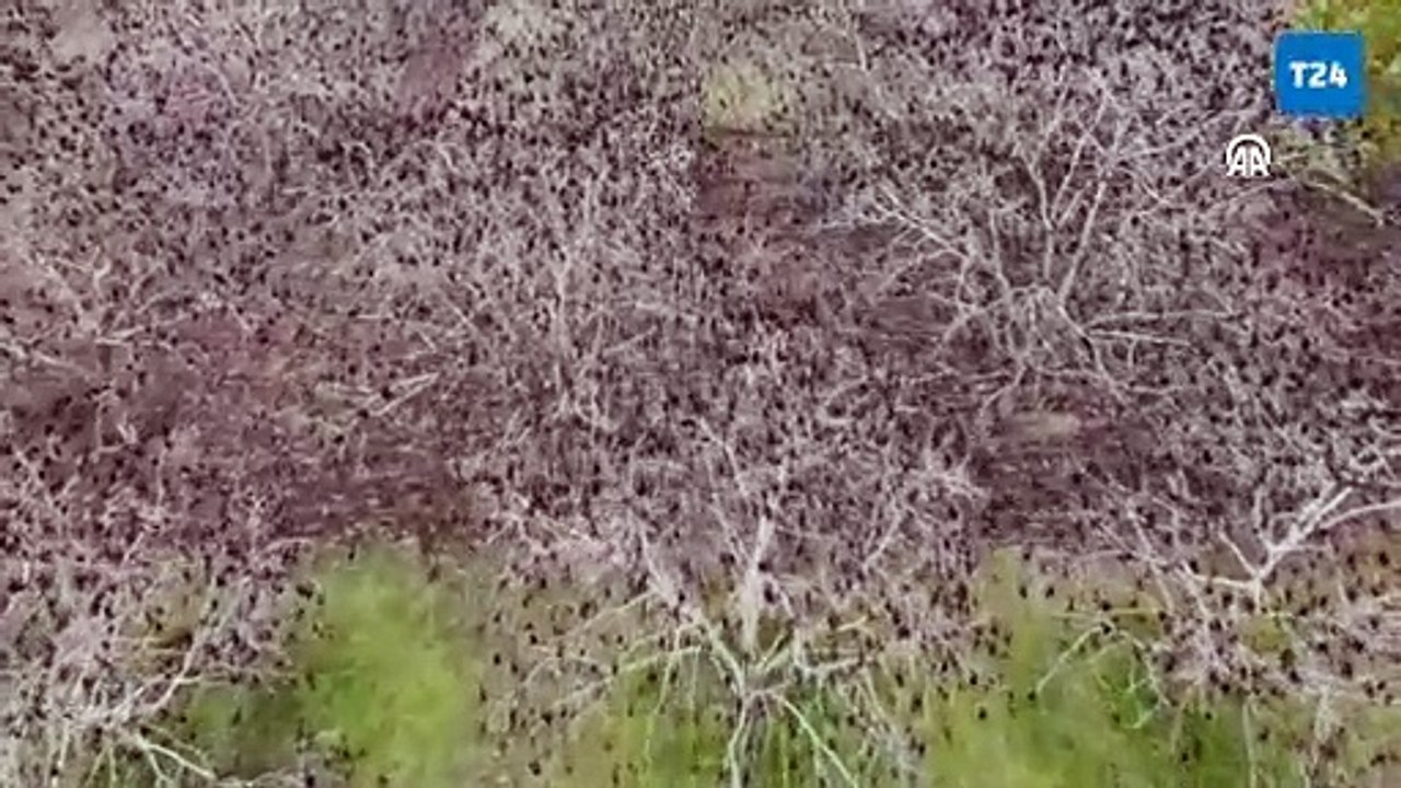 Zirai don nedeniyle bir çok bölgede tarım alanları zarar gördü