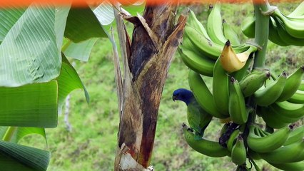 Health Benefits of Bananas