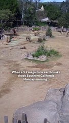 Elefantes do zoo de San Diego unem-se para proteger crias durante sismo
