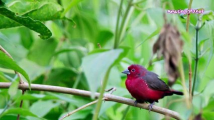 African Firefinch Call Song Sounds