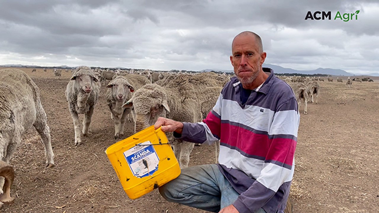 Western Victoria farmer feeds sheep for 18 months straight as drought drags on