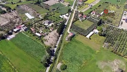 Sakız enginarının tarladan pazara hasat yolculuğu sürüyor