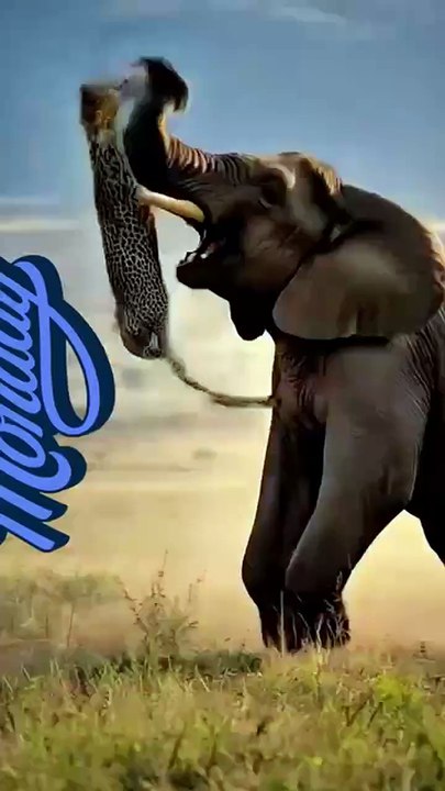 Elephant and tiger 🐅