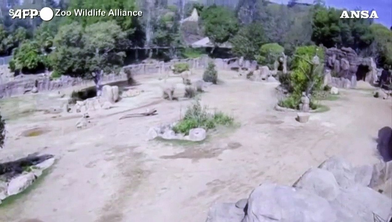 Sisma in California, la reazione degli elefanti allo zoo di San Diego