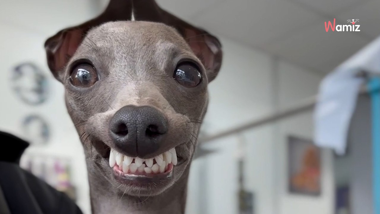 « On dirait les enfants le jour de la photo de classe » : le avant/après d’un Lévrier italien marque les internautes