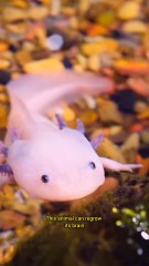 Axolotl: The Animal That Never Grows Up 😲
