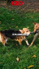 DES PLAINTES CONTRE NASDAS ET SON CHIEN 😱