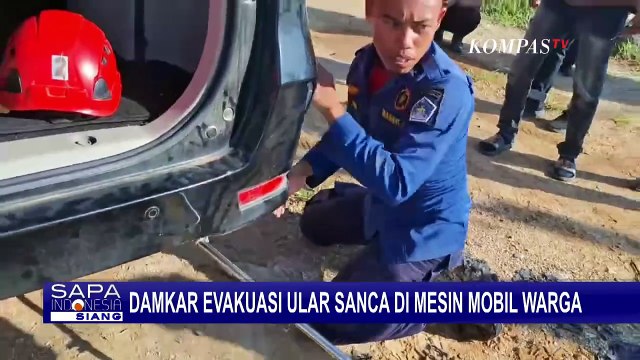Petugas Damkar Kendari Evakuasi Ular Sanca 3 Meter dari Bawah Mesin Mobil