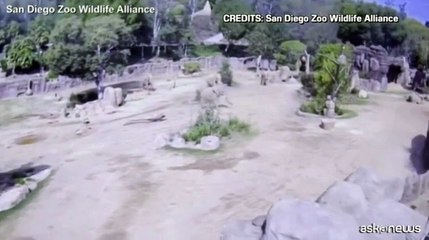 Sisma in California, la reazione degli elefanti allo Zoo di San Diego