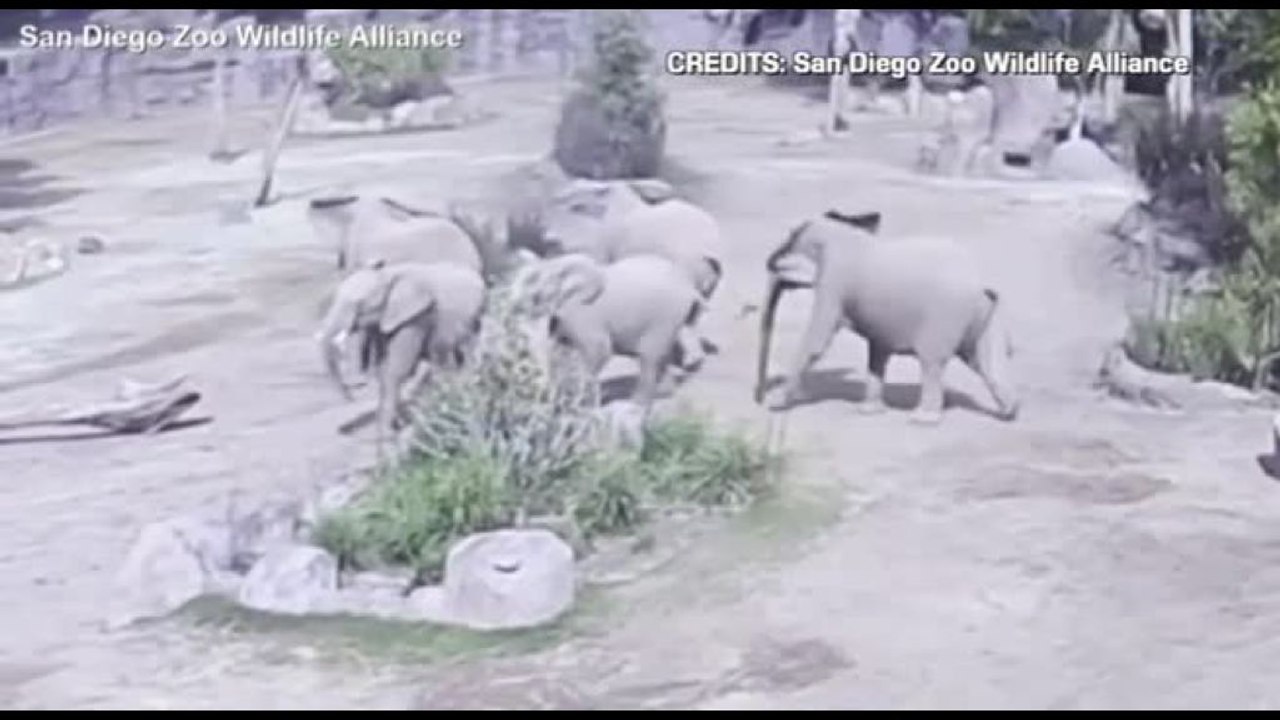 Sisma in California, la reazione degli elefanti allo Zoo di San Diego
