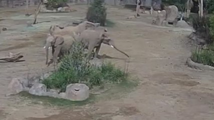 Adorable moment elephants huddle to protect calves during California earthquake