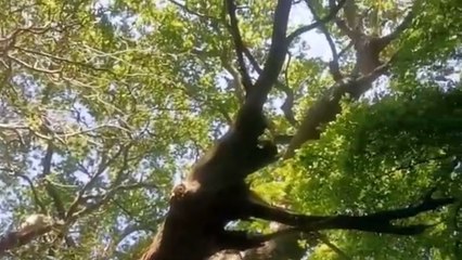 Police called in to investigate ‘criminal’ felling of ancient oak tree amid uproar