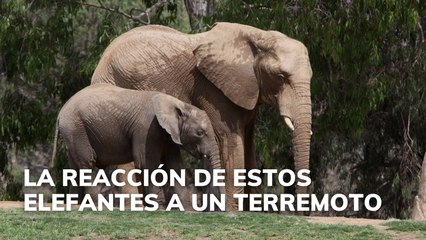 La inteligente reacción de estos elefantes al terremoto en California