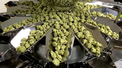 Envasado de cannabis en bolsas doypack de 5g